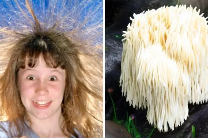 Does Lions Mane Work For ADHD?