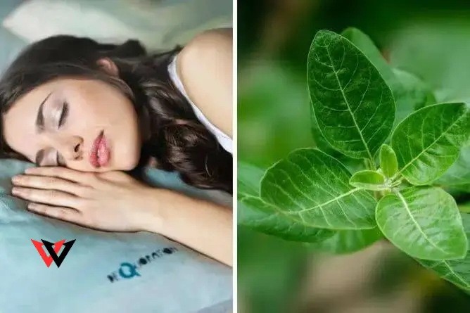 Ashwagandha for Sleep: How This Herb Can Improve Your Sleep Quality